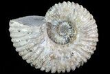 Bumpy Douvilleiceras (Tractor) Ammonite - Madagascar #75993-1